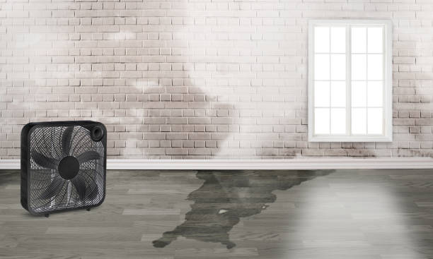 Best Carpet water damage restoration  in Narberth, PA